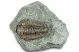 Prone Flexicalymene Trilobite - Ohio #319121-1